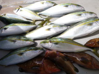 アコウ 釣果