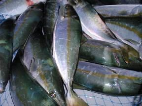 ジギング 青物釣果