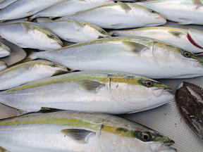 メジロ ハマチ 釣果