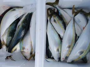 青物ハマチ釣果