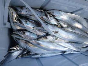 太刀魚 釣果