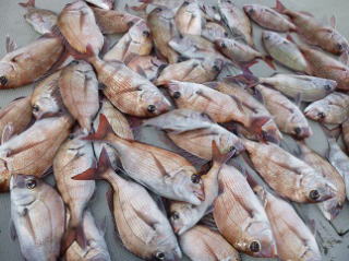 真鯛釣果