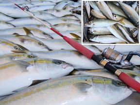 メジロ青物釣果
