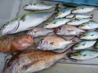 青物 ハマチ ツバス 真鯛釣果