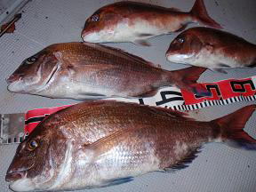 鯛 真鯛 釣果