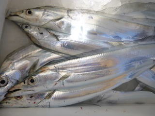 太刀魚 釣果