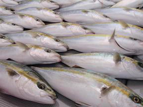 ハマチ釣果