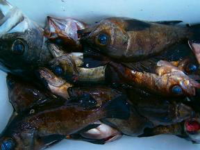 メバル釣果