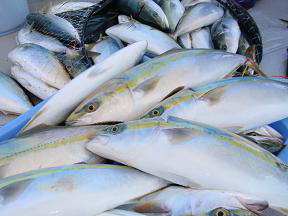 青物 釣果ハマチ
