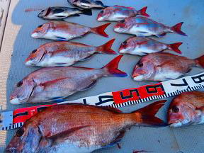 鯛釣果