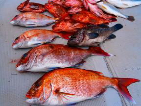 真鯛 タイラバ釣果
