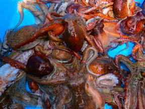 タコ釣り釣果