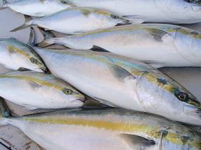 メジロ ハマチ サワラ 釣果