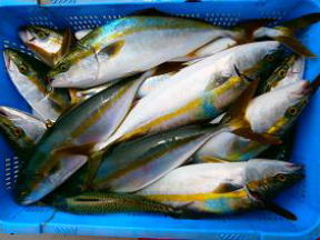 ハマチ釣果