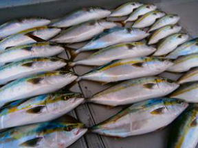 青物釣果