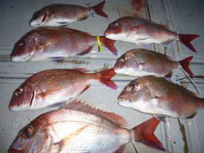 真鯛釣果
