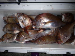 鯛釣り釣果