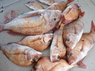 真鯛釣果