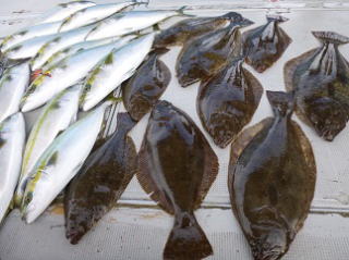 ヒラメ釣り釣果