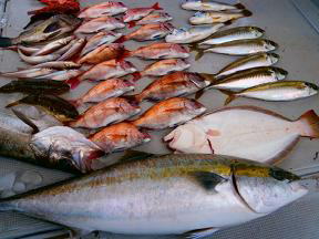 喰わせ釣り釣果