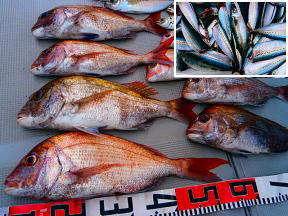 真鯛 サバ 釣果