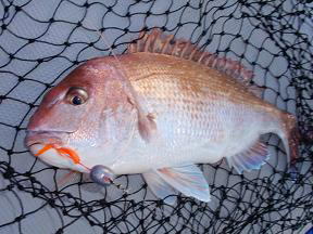 真鯛釣果
