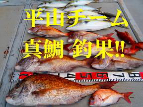 青物 ハマチ ツバス 釣果