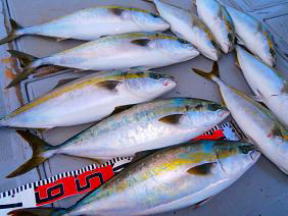 青物メジロ ハマチ釣果
