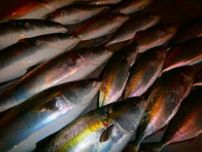 メジロ釣果」