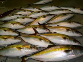 青物 メジロ ハマチ釣果