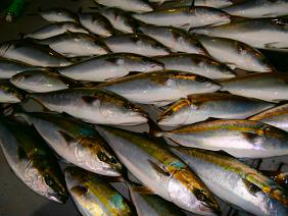 青物 メジロ ハマチ釣果