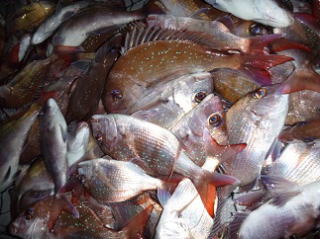 鯛釣り