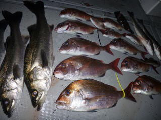 真鯛 スズキ釣果