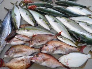 青物 真鯛 釣果