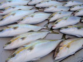 ハマチ釣果