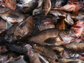 メバル釣り釣果