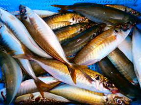 鯵釣り
