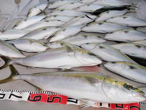 ブリ メジロ ハマチ釣果