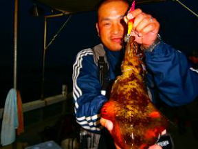 チップラン アオリイカ