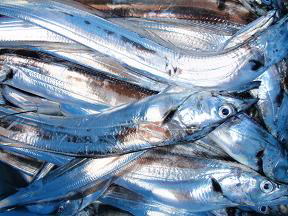 太刀魚 釣果