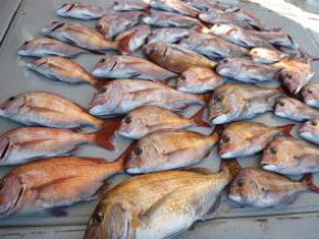 鯛サビキ 真鯛釣り釣果