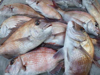 真鯛釣果