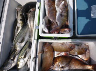 真鯛釣果