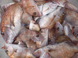 真鯛釣果