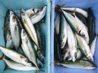 鯖 釣果