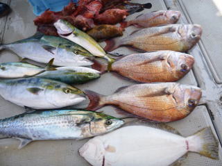 ヒラメ釣り」
