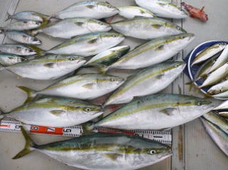 青物 メジロ ブリ 釣果