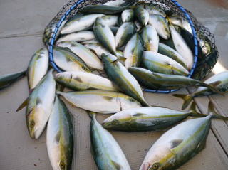 青物釣果