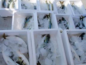 青物 ハマチ 釣果
