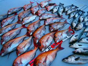 鯛 スズキ釣果